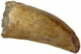 Real Carcharodontosaurus Tooth - Feeding Worn Tip #311055-1